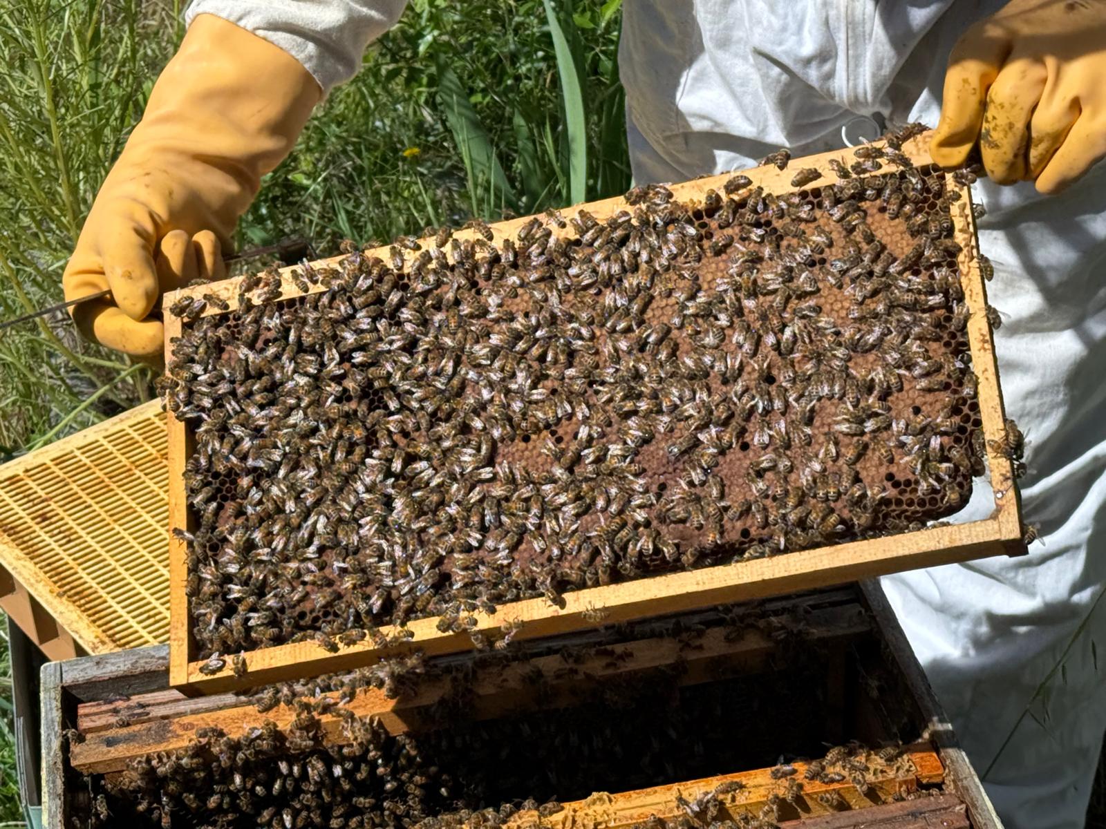 Vie du rucher avec des abeilles actives